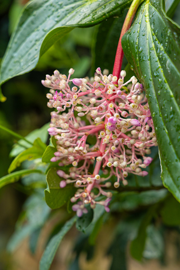 Rose Grape, also known as the Malaysian Orchid. by David Whited