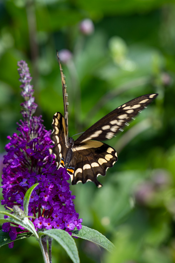 Giant Swallowtail butterfly on a butterfly bush by David Whited