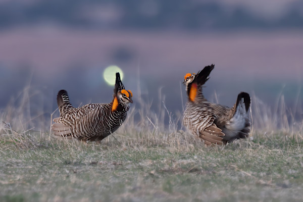 Two male greater prairie-chickens, Kansas, USA by David Whited