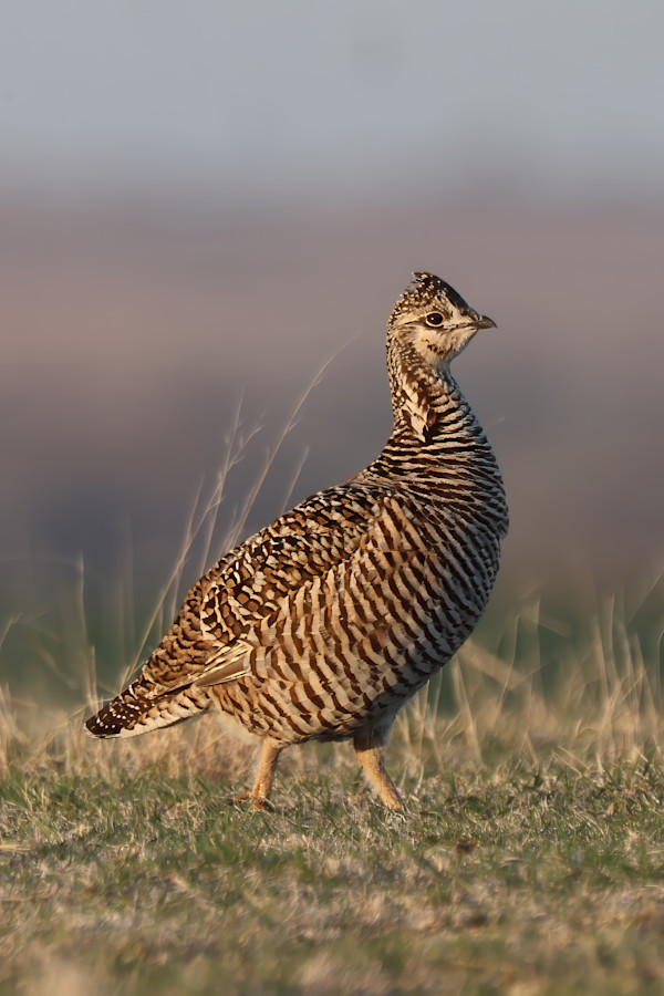 Female greater prairie chicken, Kansas, USA by David Whited, Image 1.
