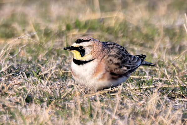 Horned lark, Kansas, USA by David Whited, Image 1.