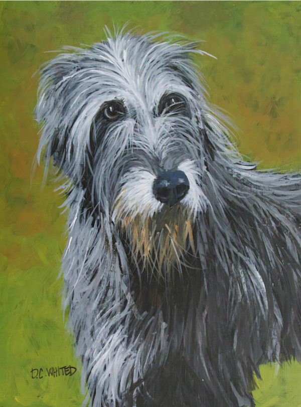 Irish wolfhound by David Whited