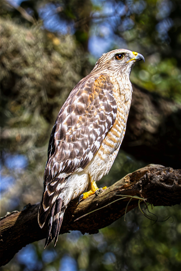 Red-shouldered Hawk by David Whited