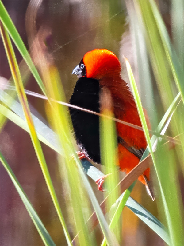Male Southern Red Bishop, South Africa by David Whited