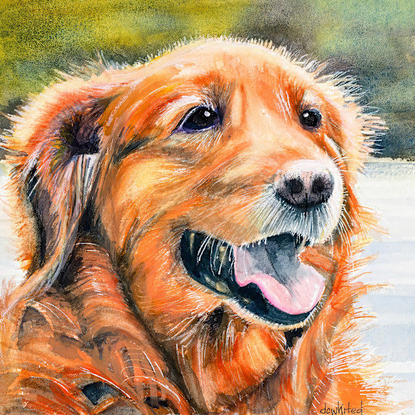 Golden retrever. (Prints available) by David Whited