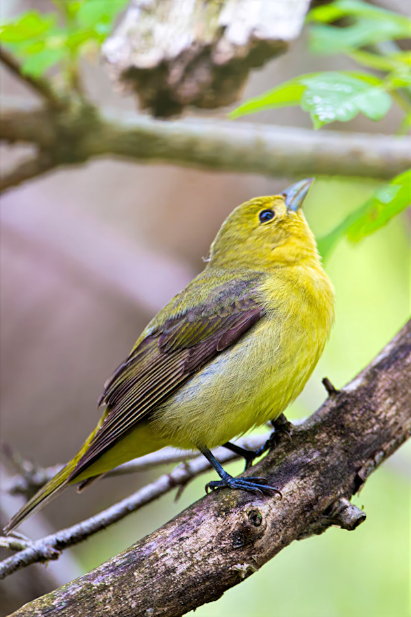 Summer Tanager, male by David Whited
