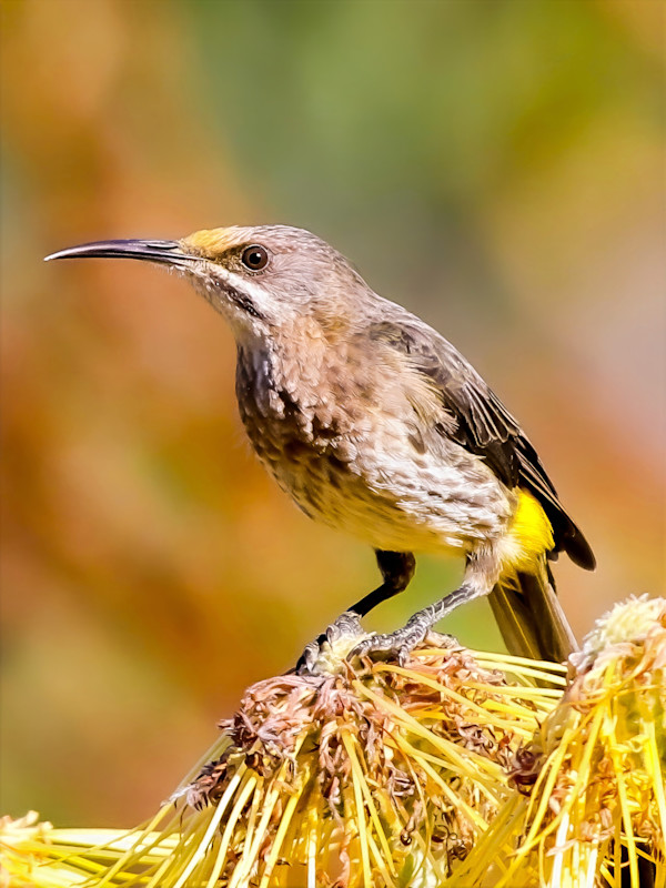 Cape Sugarbird, South Africa by David Whited