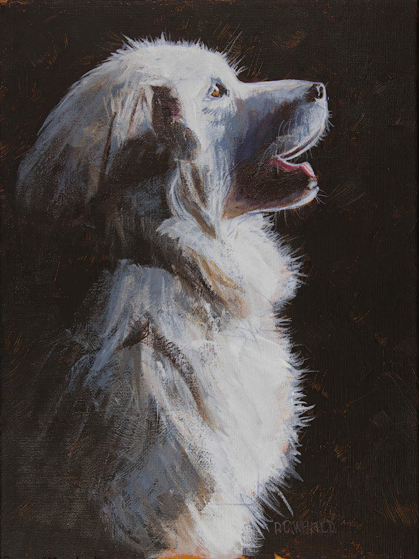 Great Pyrenees by David Whited