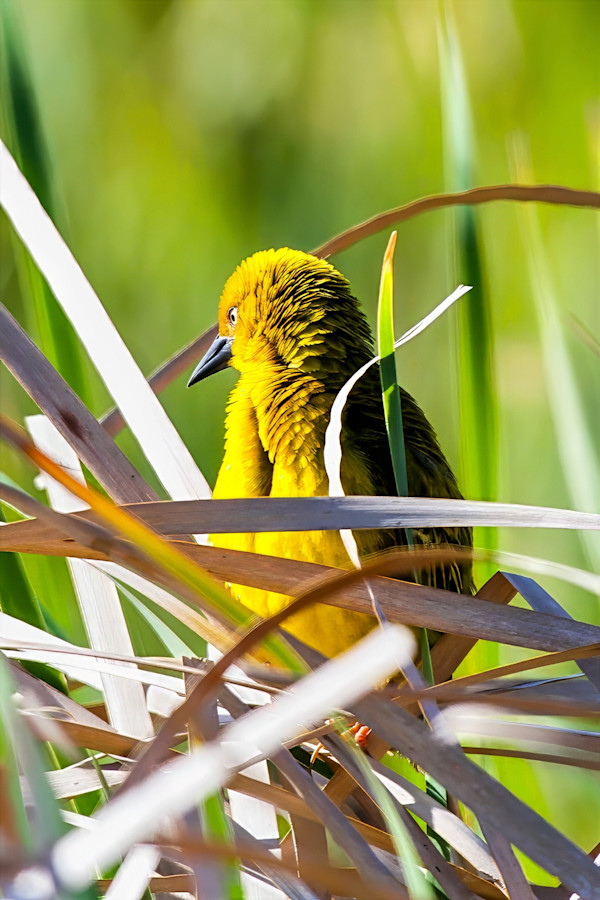Cape weaver, South Africa by David Whited