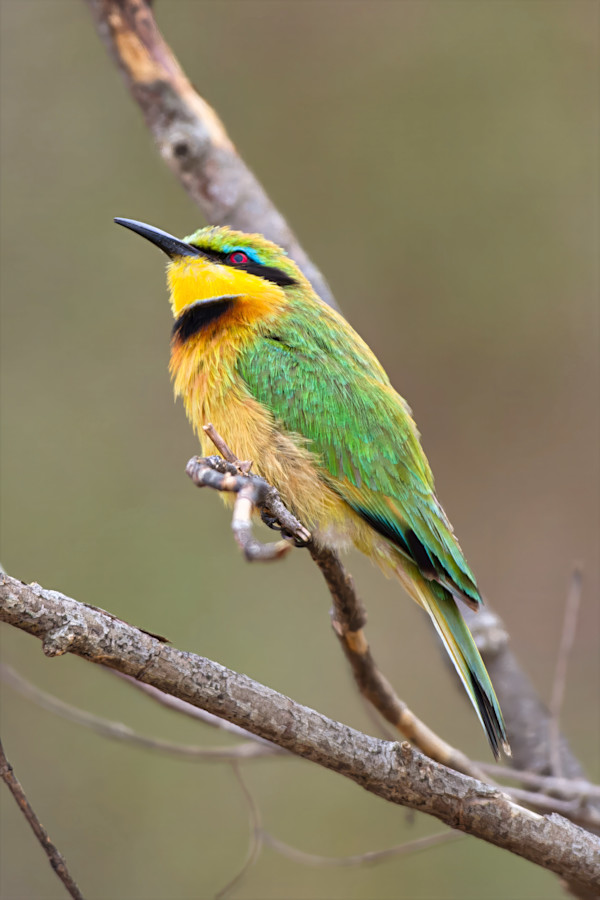 Little Bee-eater, South Africa by David Whited
