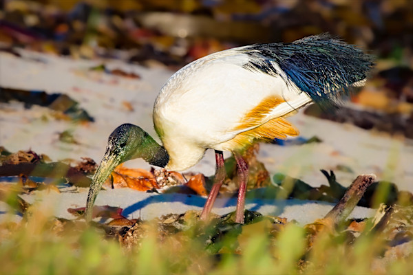 Sacred Ibis, South Africa by David Whited