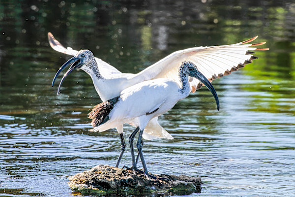 Sacred Ibis pair, South Africa by David Whited