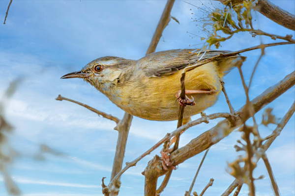 Long-billed Crombec, South Africa by David Whited