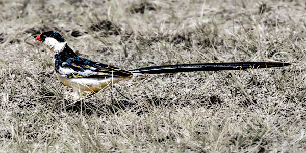 Pin-tailed Whydah, South Africa by David Whited