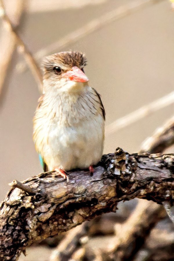 Juvenile Striped Kingfisher, South Africa by David Whited
