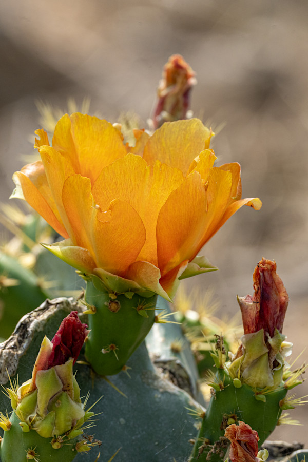 Flower of a prickly pear cactus by David Whited