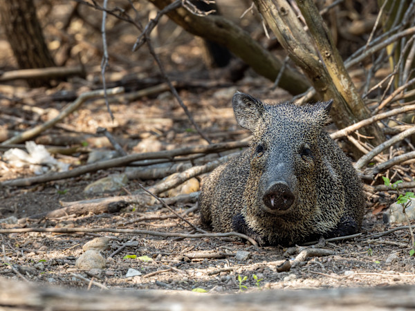 Peccaries (also known as javelinas), Texas, USA by David Whited