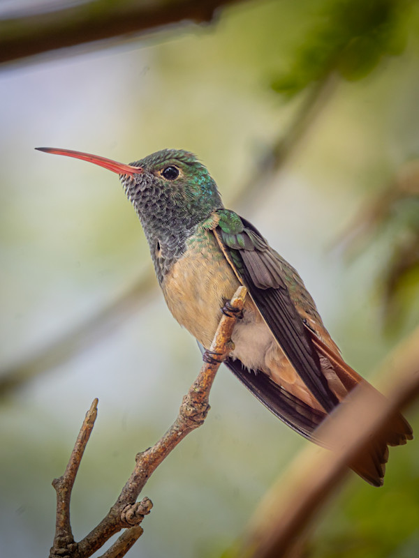 Buff-bellied humming bird, Hugh Ramsey Park, Texas, USA by David Whited