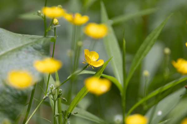 Buttercup flowers by David Whited