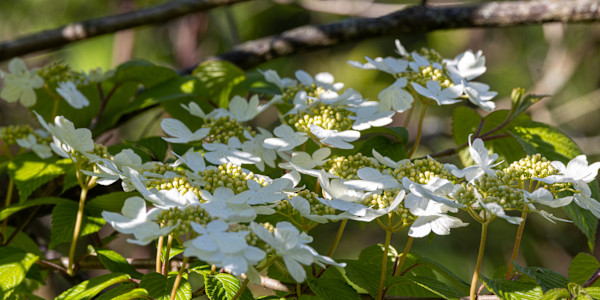 Doublefile Viburnum flowers by David Whited