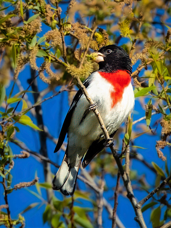 Male Rose-breasted Grosbeak, Magee Marsh, Ohio,USA by David Whited