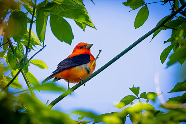 Scarlet Tanager, Magee Marsh, Ohio, USA by David Whited