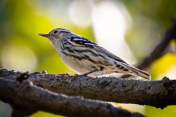 Black-and-white warbler, MaGee Marsh, Ohio, USA by David Whited
