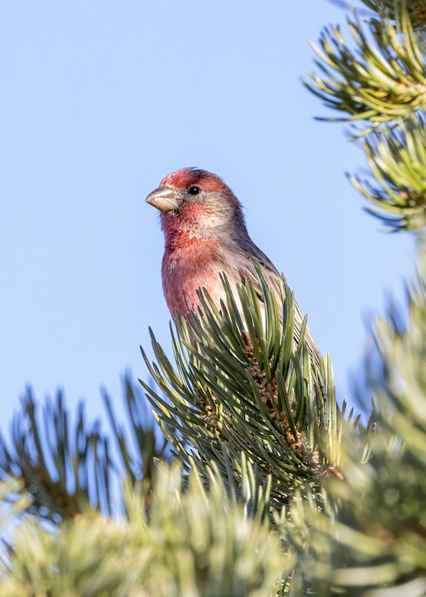 House finch, Albuquerque, New Mexico, USA by David Whited, Image 1.