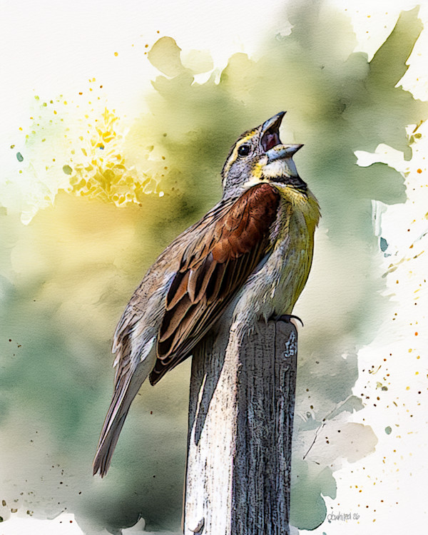 Eastern Meadowlark by David Whited