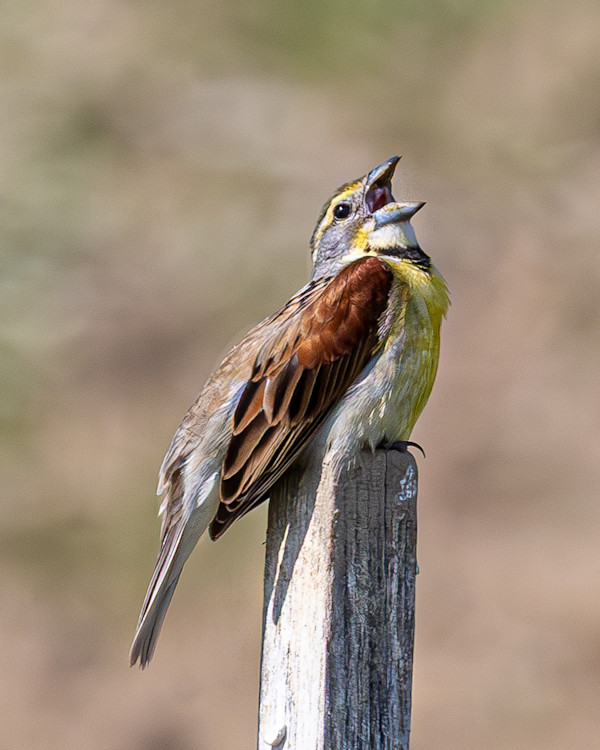 Dickcissel singing, Ohio, USA by David Whited