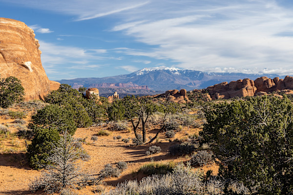 Sonoran desert, Southern Arizona, USA by David Whited