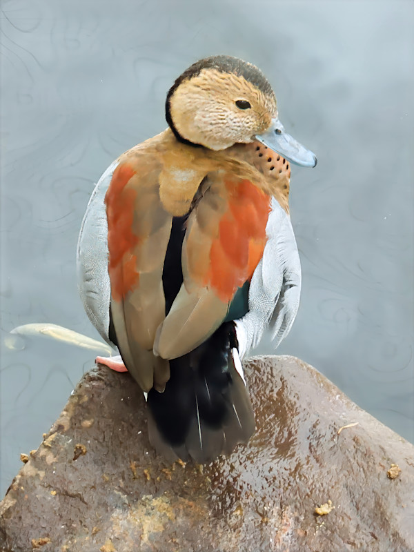 Ringed Teal. On exhibit in Texas, USA by David Whited