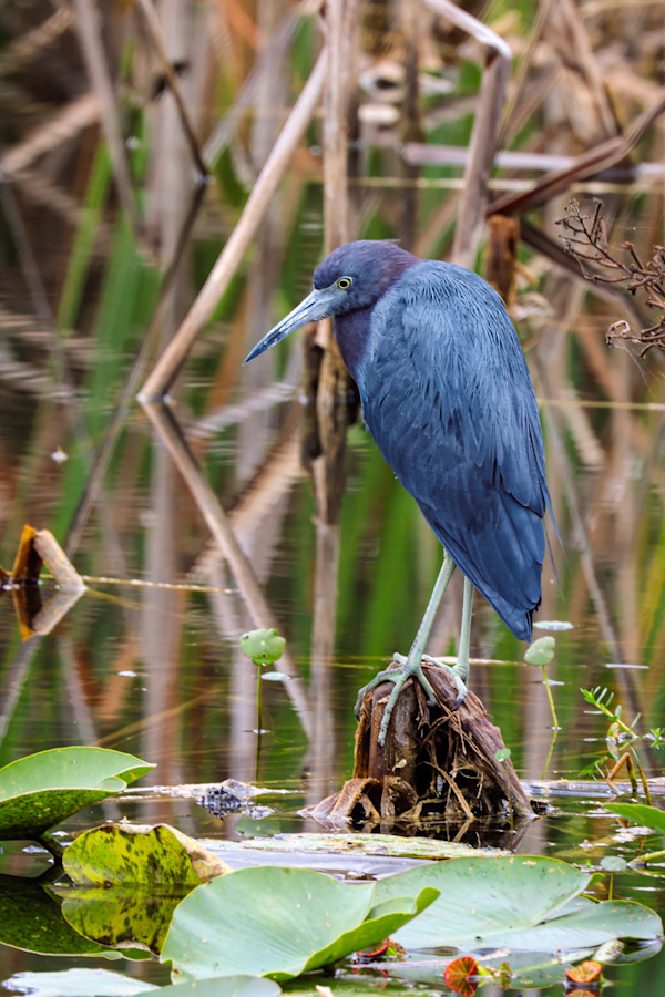 Little Blue Heron, State College of Florida Campus, USA by David Whited