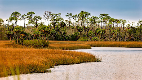 St. Marks Wildlife Preserve, Gulf Coast, Florida, USA by David Whited