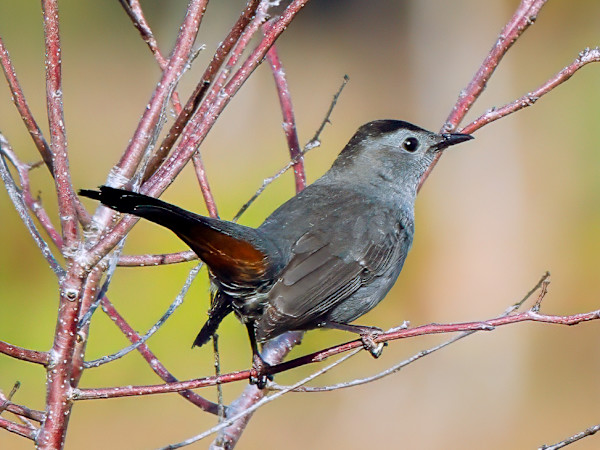 Gray Catbird, Firestone Metro Park, Akron, Ohio by David Whited