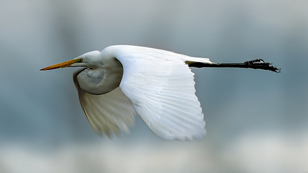 Great Egret, St. Marks Wildlife Preserve, Florida, USA by David Whited