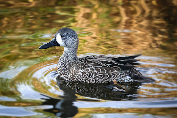 Blue-winged Teal, Celery Fields Park, Florida, USA by David Whited