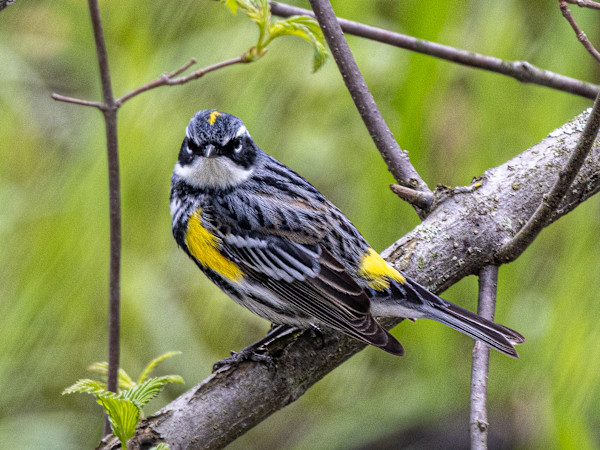 Yellow-rumped warbler, Magee Marsh, Ohio, USA by David Whited