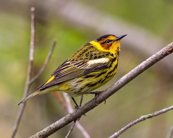 Cape May warbler, Magee Marsh, Ohio, USA by David Whited