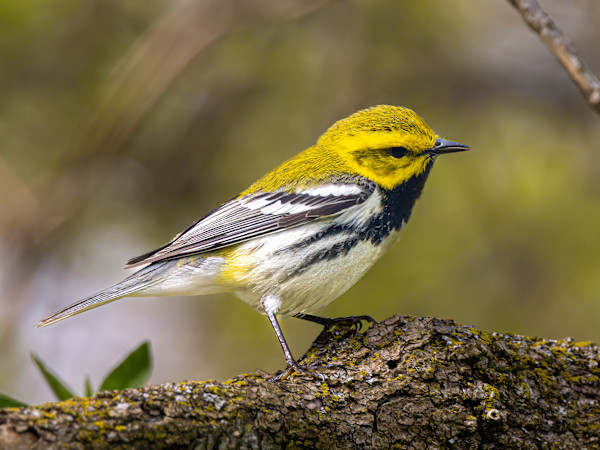 Black-throated green warbler, Magee Marsh, Ohio, USA by David Whited
