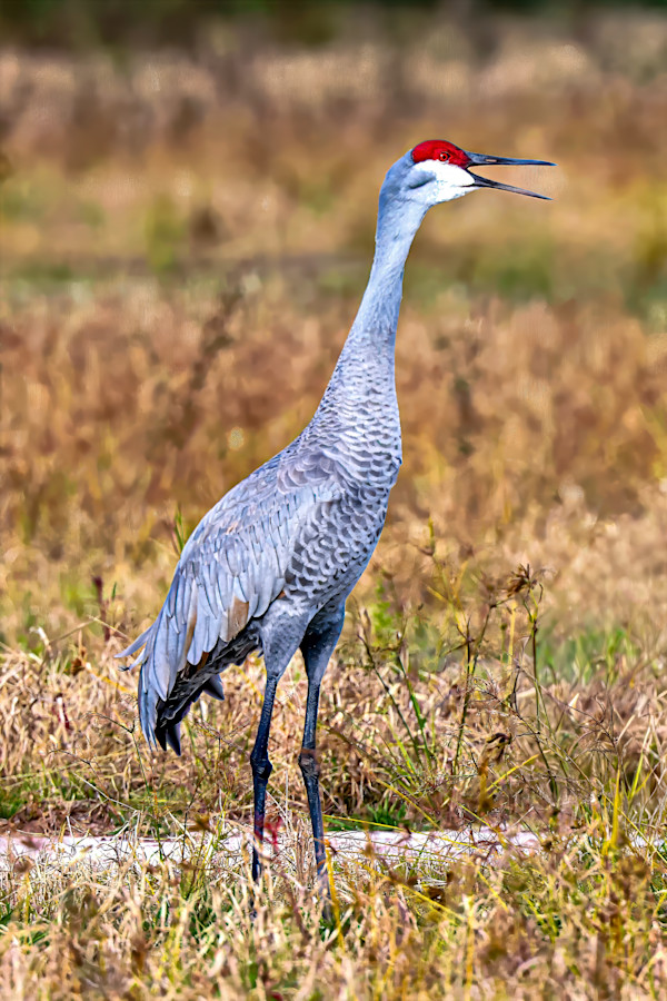 Sandhill crane, Southern Florida, USA by David Whited