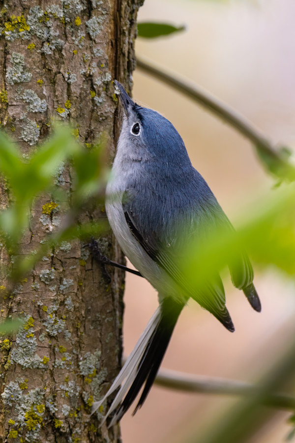 Blue-gray gnatcatcher, Magee Marsh, Ohio,USA by David Whited