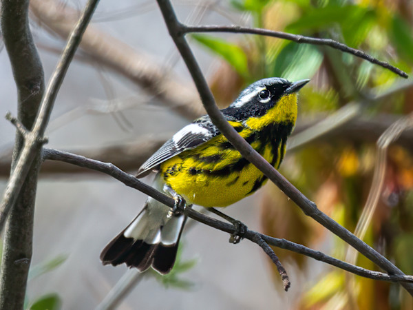 Magnolia Warbler, Magee Marsh, Ohio, USA by David Whited
