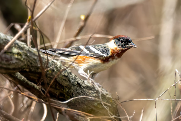 Bay-breasted warbler, Magee Marsh, Ohio, USA by David Whited