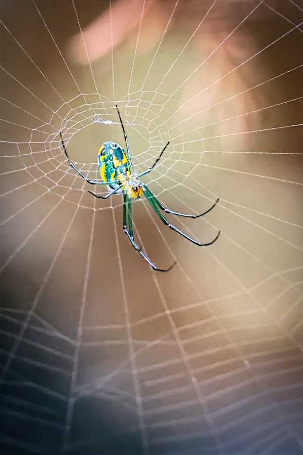 Mabel's orchard orb weaver, Ft. Lauderdale, Florida, USA by David Whited