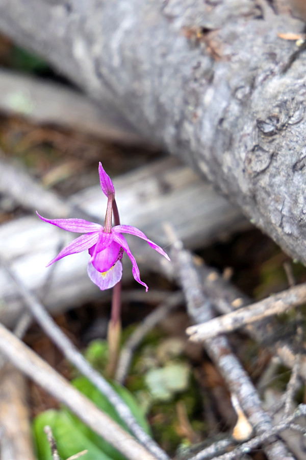 Calypso orchid, (fairy slipper orchid). by David Whited