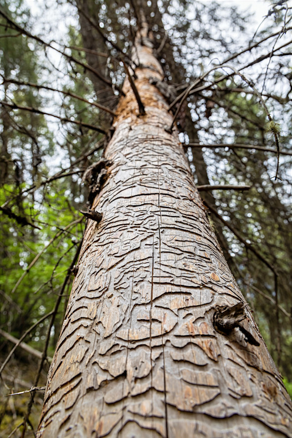 Beetle Art by David Whited