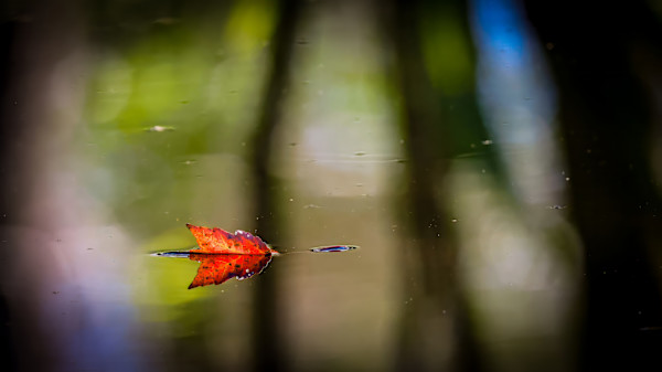 Autumn Solitude, Ohio, USA by David Whited, Image 1.