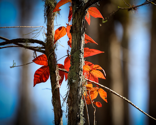 Poison Ivy in December, Ohio, USA by David Whited
