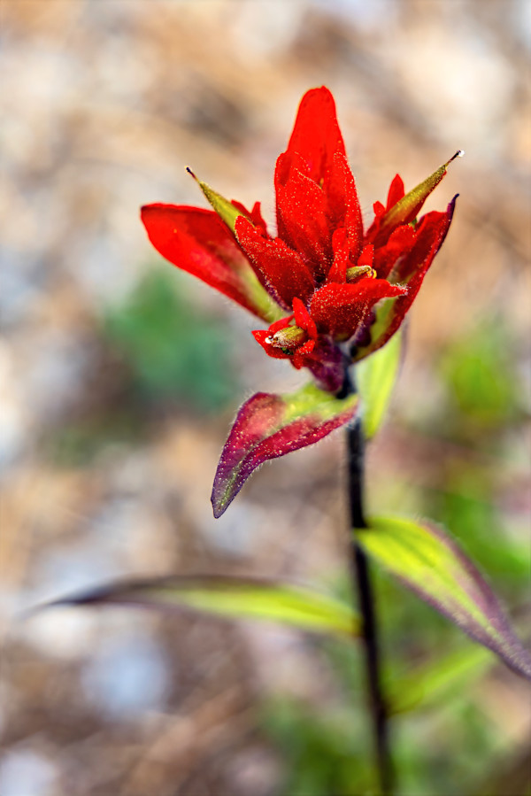 Indian Paintbrush by David Whited